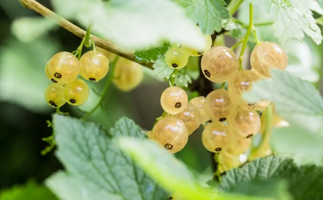 Porzeczka biała – albinos wśród porzeczek