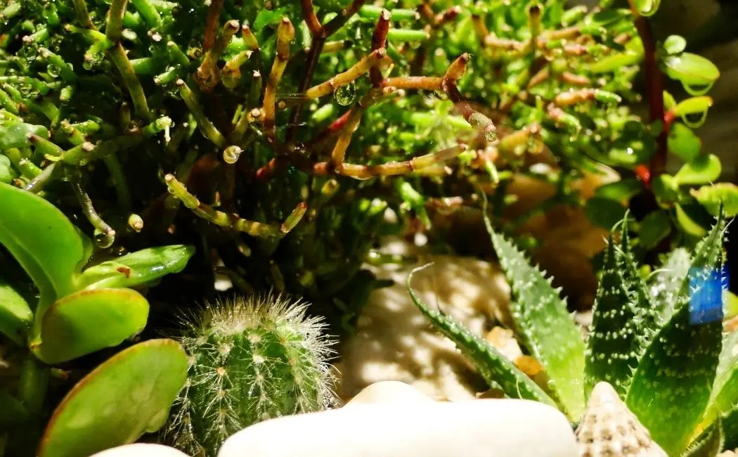 Sekret roślin tropikalnych w terrarium: ziemia kokosowa