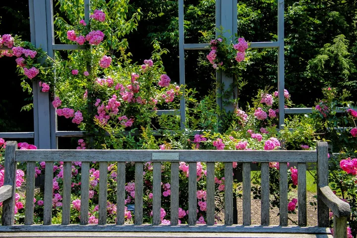 Jak przygotować róże pnące do zimy – zabezpieczanie i pielęgnacja po sezonie