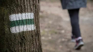 Mieszkańcy Gliwic mogą wskazać ważne lasy. Wyniki pomogą planować ich przyszłość