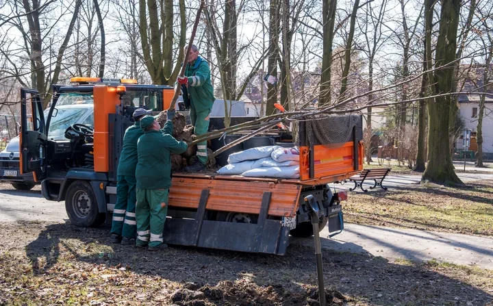 Wiosenne nasadzenia w Gliwicach – niemal **20,5 tys.** roślin i **1,3 tys.** drzew