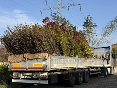 1300 drzew trafi do Gliwic. Wśród nich niezwykłe „drzewo duchów”