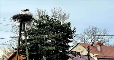 Bocian z Bojkowa wrócił później niż zwykle i już zwiastuje cieplejsze dni