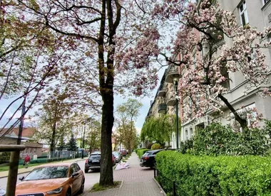 Magnolie rozkwitły w Gliwicach. To najpiękniejszy sygnał wiosny