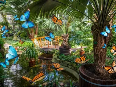 W Palmiarni rusza wystawa motyli z całego świata i zamienia tropiki w barwny spektakl