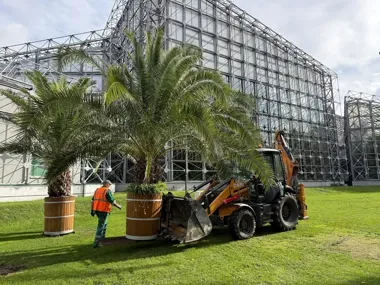 28 palm wraca z gliwickich ulic. Zimą będą w Palmiarni
