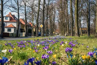 W Gliwicach zakwitły krokusy i magnolie – pierwsze skwery i parki wiosenne