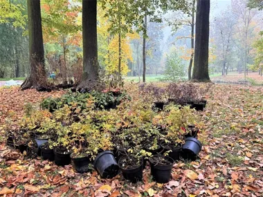 Park Szwajcaria zyska ponad 300 nowych roślin. Efekty będą widoczne wiosną