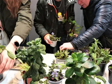 Roślinodzielnia wraca do Biblioteki Centralnej z wymianą sadzonek i kadzidełkami