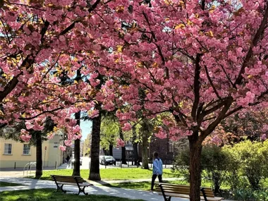 Różowe drzewa przy Rzeźniczym przyciągają spacerowiczów