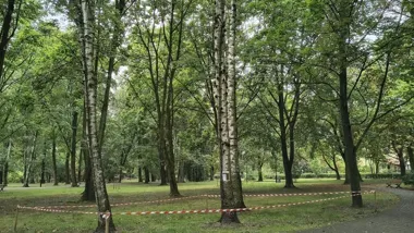 31 drzew do usunięcia, 60 nowych nasadzeń w Gliwicach
