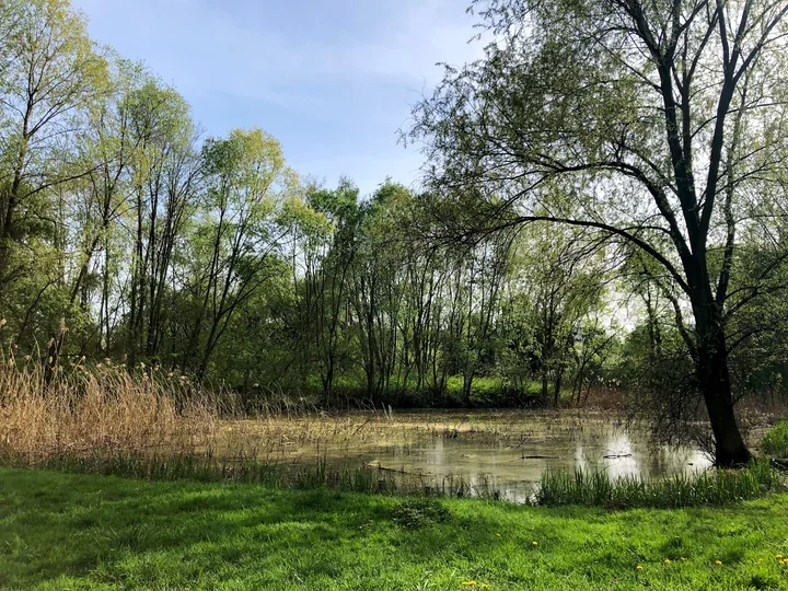 Gliwicki zakątek między działkami dostanie drugie życie z oczyszczonym stawem