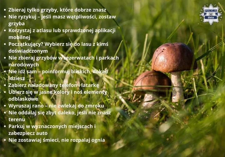 Pierwsze grzyby w lasach Gliwic. Policja ostrzega przed zagubieniem