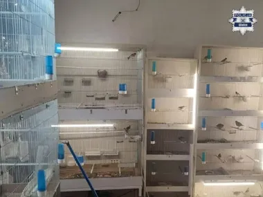 Domowa hodowla w Gliwicach przerodziła się w nielegalny magazyn ptaków