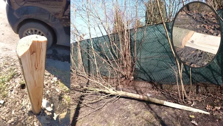 Ścięto trzyletni jawor przy ul. Gierymskiego – policja wyjaśnia sprawę