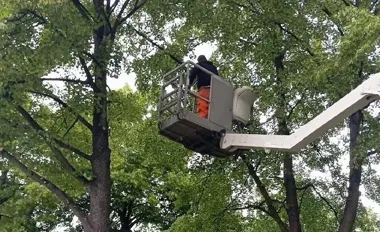 Suche gałęzie przy ul. Mickiewicza. Zabytkowe drzewa czeka pielęgnacja