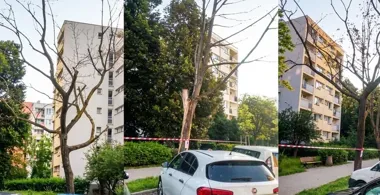 Suche drzewo nadal stoi przy ulicy. Na wycinkę trzeba czekać miesiącami
