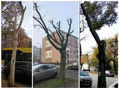 Zdrowa korona nie zawsze oznacza bezpieczne drzewo. Kontrole w Gliwicach