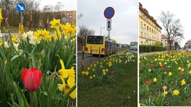 W pasach drogowych pojawił się kolor, który zmienia codzienny spacer w małą niespodziankę