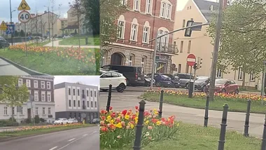 Tulipany i narcyzy rozkwitły przy gliwickich ulicach