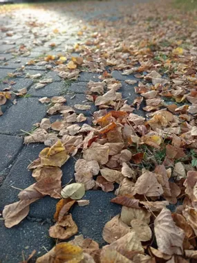 Mokre liście robią się niebezpieczne. ZDM Gliwice porządkuje ulice