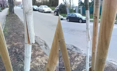Ktoś po raz drugi zniszczył młode drzewo przy Gierymskiego