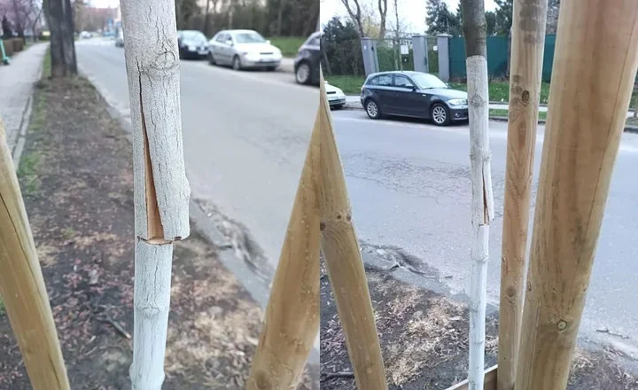 Ktoś po raz drugi zniszczył młode drzewo przy Gierymskiego